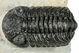 Morocops Trilobite - Ofaten, Morocco #287378-3